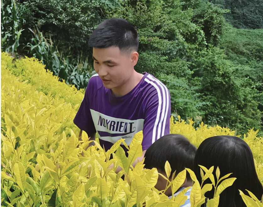 何松代表：茶山上种出“新希望”