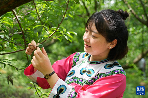 全国人大代表卢丹：为乡村振兴提供“甜蜜力量”