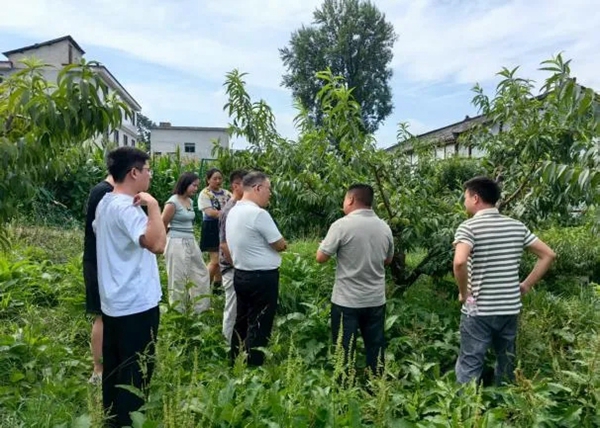 黄桃满枝头 代表解民忧——乌当区偏坡布依族乡人大代表龙朝刚助农拓销路纪实