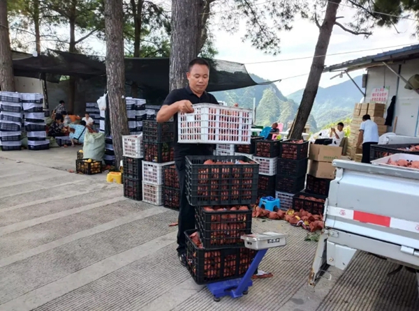 人大代表潘再华：桃香漫狮柳，倾心为民生
