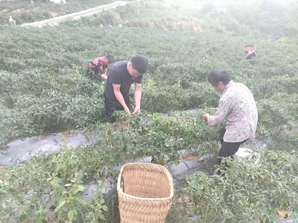 开阳县人大代表杨春刚：以行动诠释担当，助力高质量发展