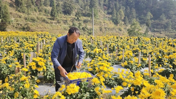 张军代表：种下中药材 开出“致富花”