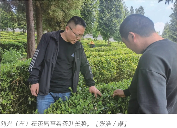 履职一年间 | 刘兴代表：二十七载茶路情