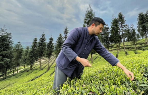 代表委员风采录｜袁兴凯代表：技术破题让茶产业释放长效红利